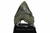 Serrated, Fossil Megalodon Tooth - South Carolina #168935-1